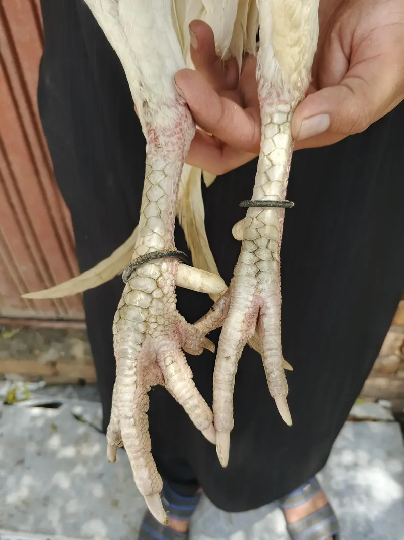 paper white aseel hera and cheni Madi — photo 2