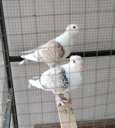 2 Sentinel Beautiful Quality Males