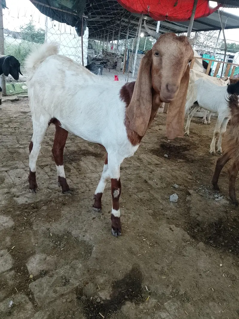 SADKAY AQEEQY K BAKRAY OR BAKRIAN — photo 2