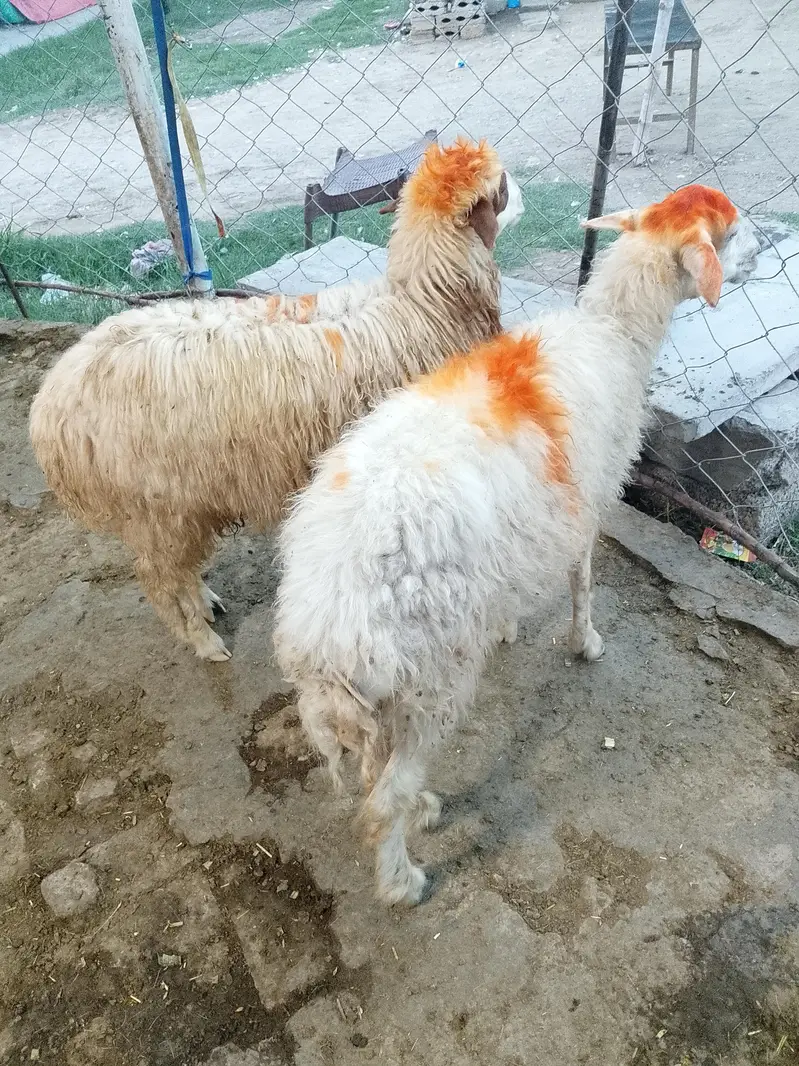 SADKAY AQEEQY K BAKRAY OR BAKRIAN — photo 4