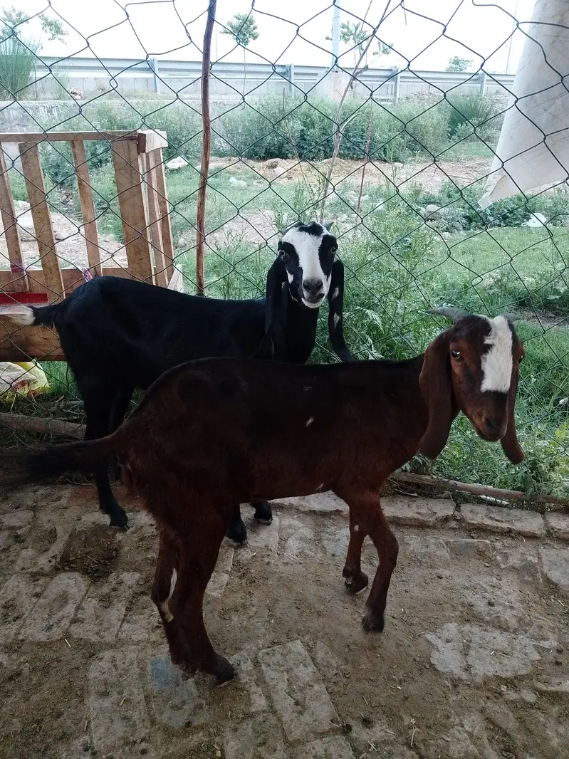 SADKAY AQEEQY K BAKRAY OR BAKRIAN — photo 5