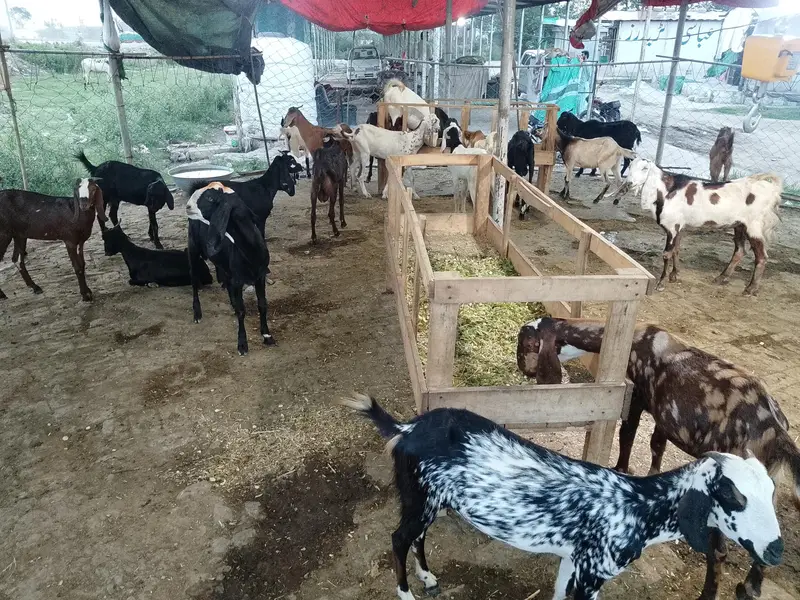 SADKAY AQEEQY K BAKRAY OR BAKRIAN — photo 6