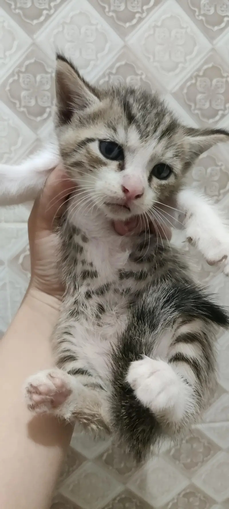 cute and lovely cats — photo 2
