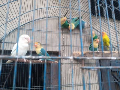 Lovebirds pairs