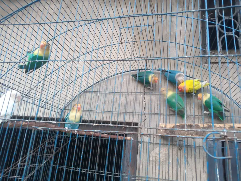 Lovebirds pairs — photo 2