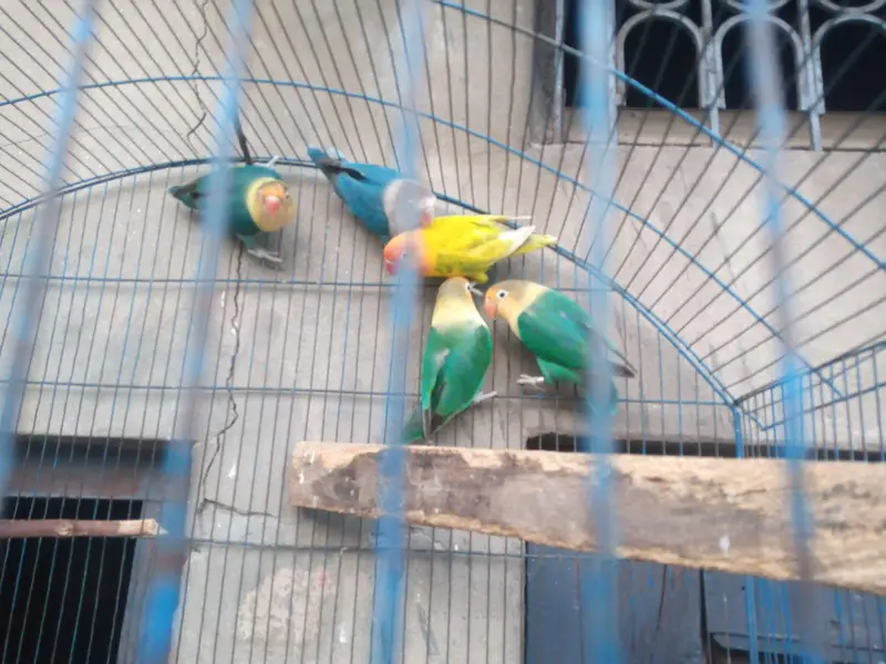 Lovebirds pairs — photo 3