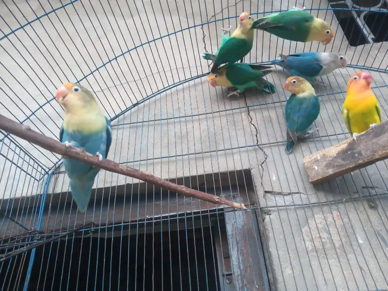 Lovebirds pairs — photo 4