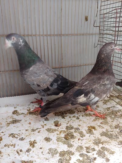 pair for sale.