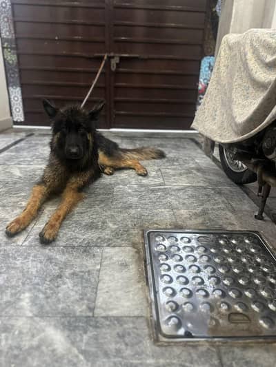German Shepherd female, triple coat