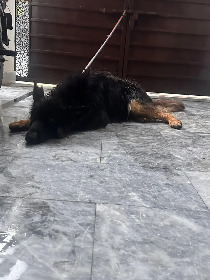 German Shepherd female, triple coat — photo 2