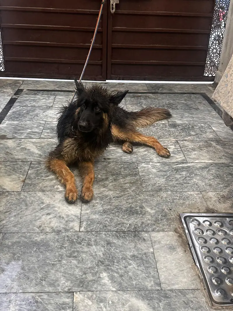 German Shepherd female, triple coat — photo 3