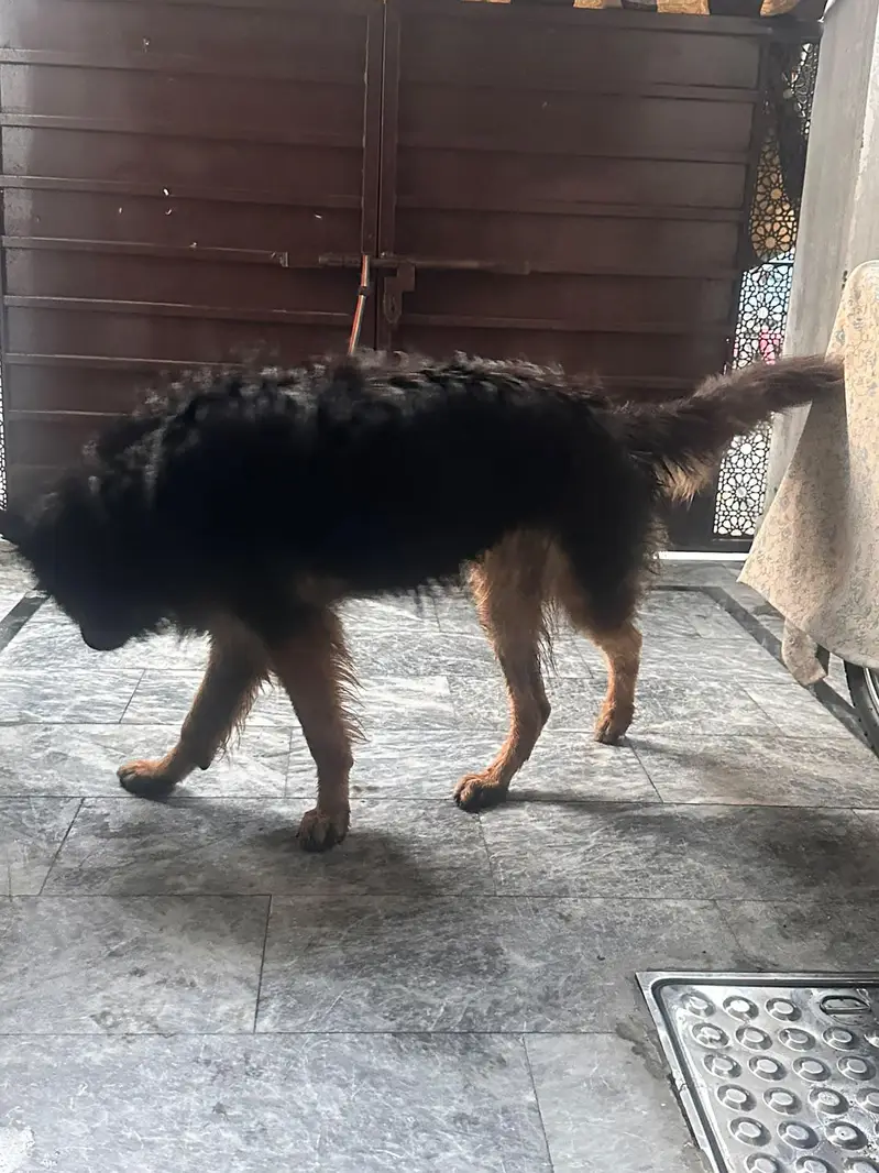 German Shepherd female, triple coat — photo 4