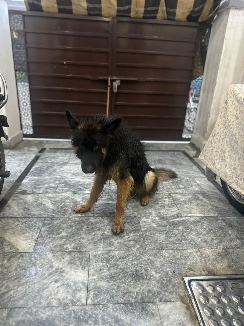 German Shepherd female, triple coat — photo 5