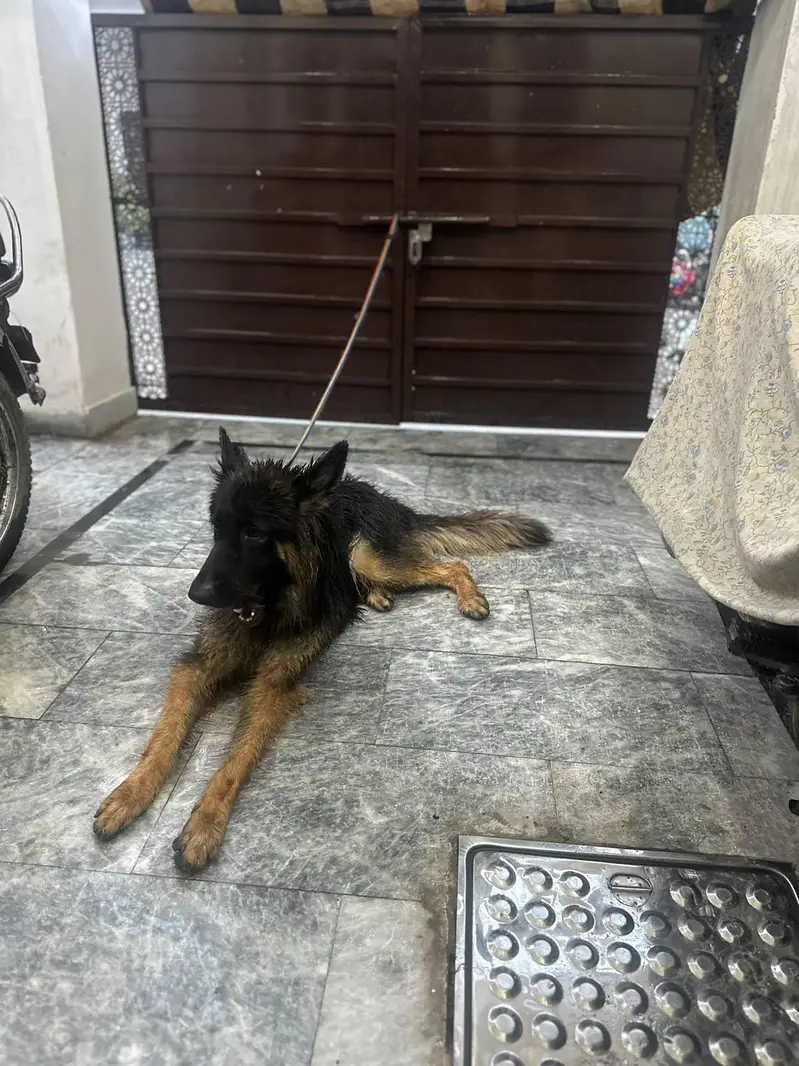 German Shepherd female, triple coat — photo 6
