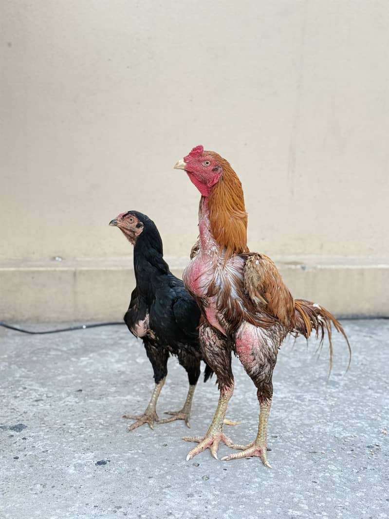 Aseel pair 2