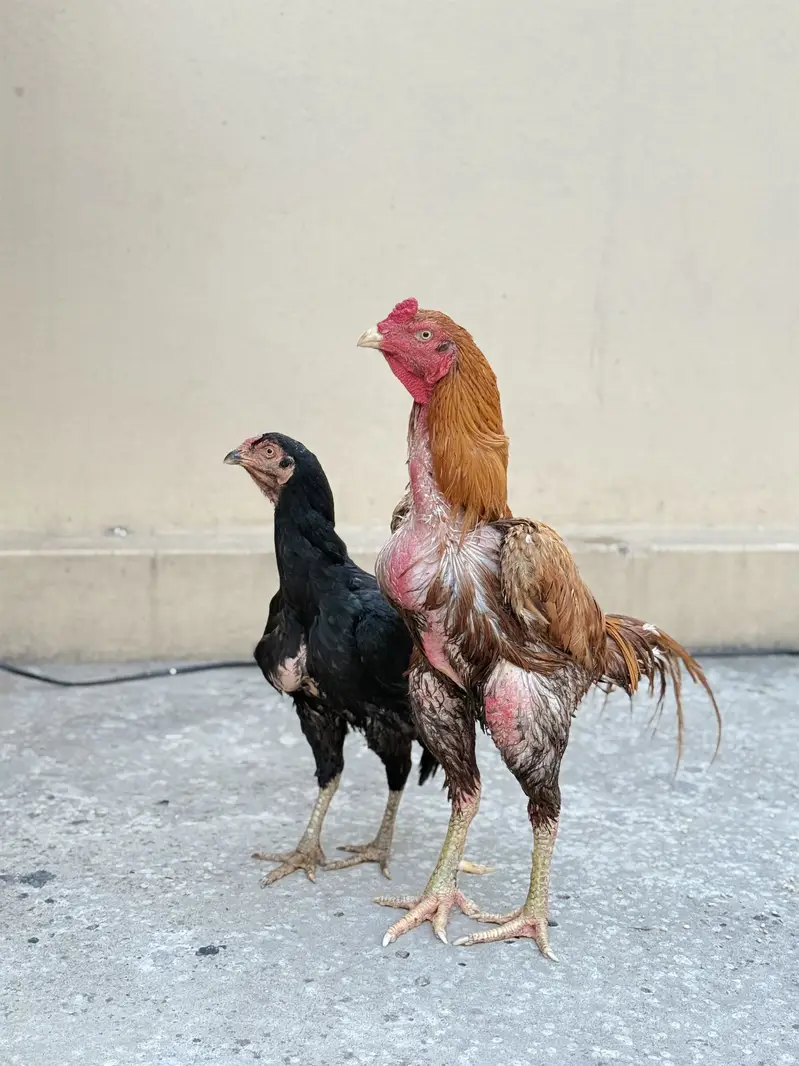Aseel pair — photo 3