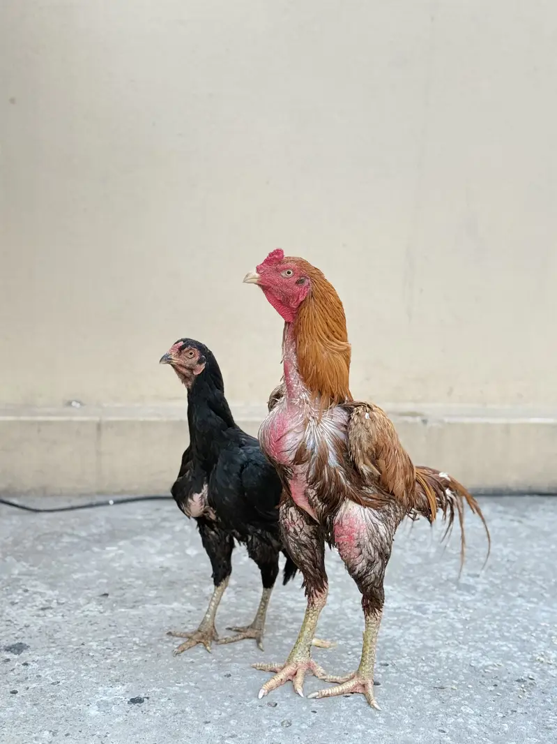 Aseel pair — photo 4