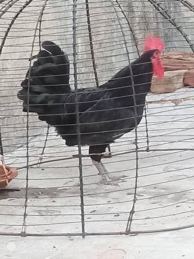 Australorp heritage pure breed male for sale 0333_470'73-96