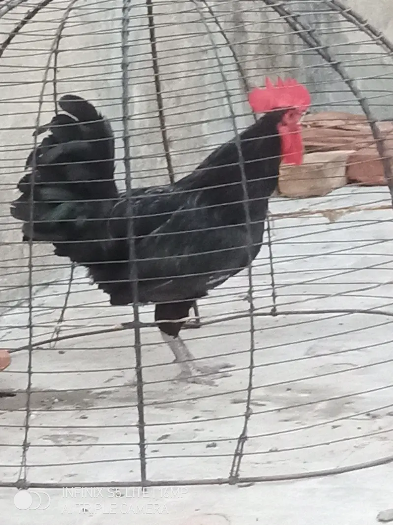 Australorp heritage pure breed male for sale 0333_470'73-96 — photo 2