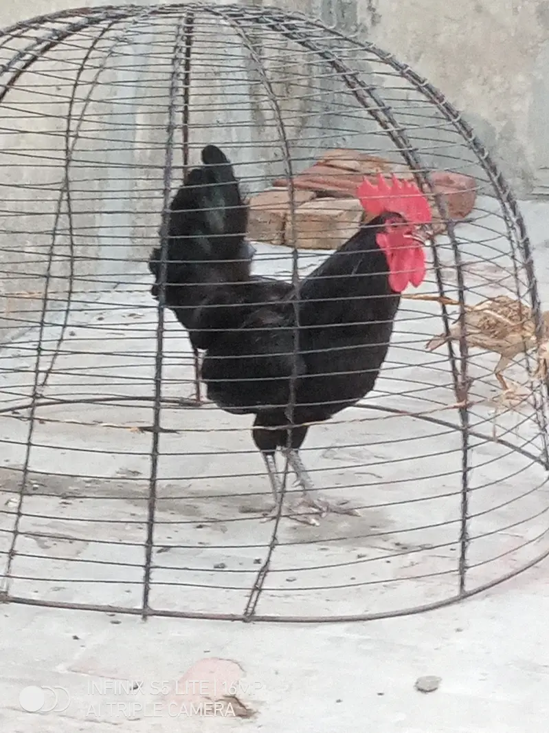 Australorp heritage pure breed male for sale 0333_470'73-96 — photo 3