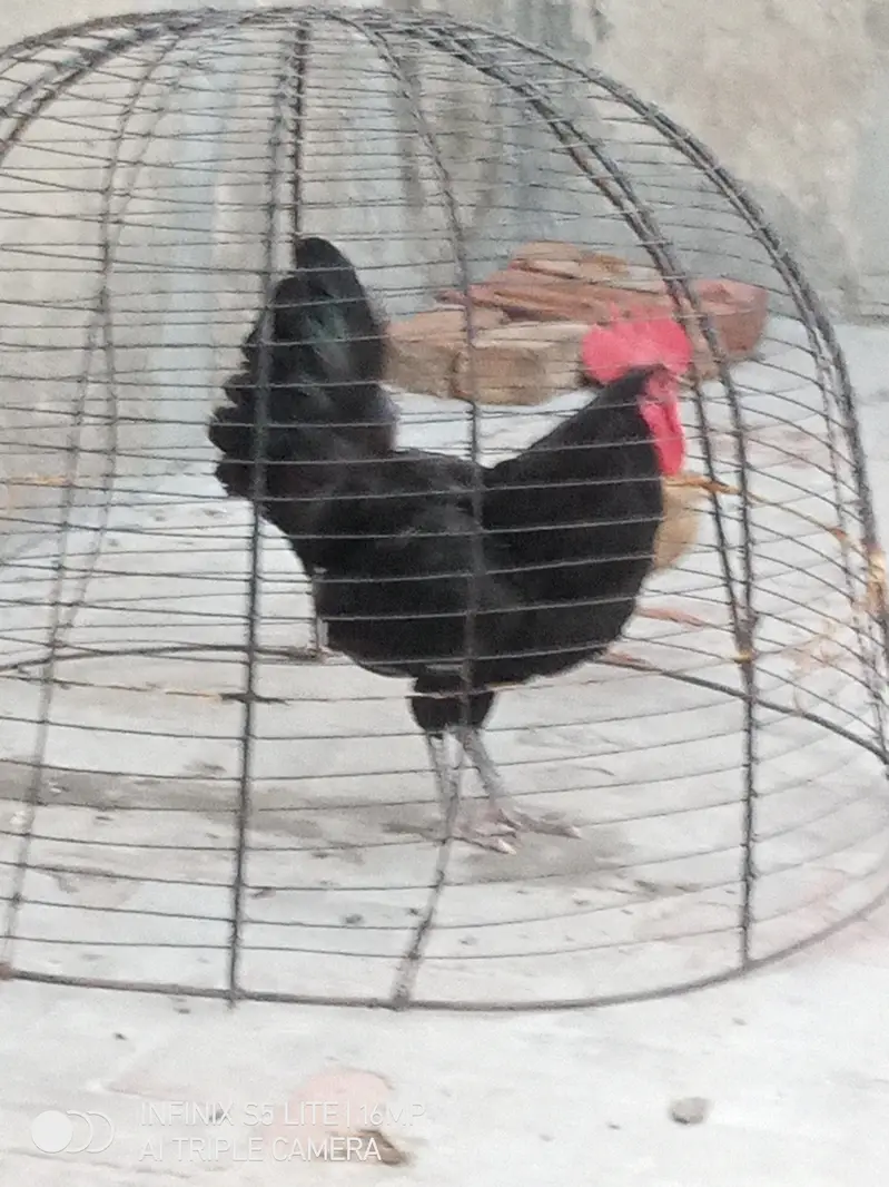 Australorp heritage pure breed male for sale 0333_470'73-96 — photo 4