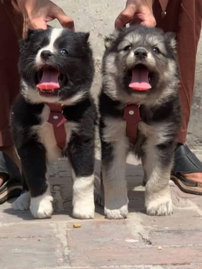 King Alabai pair pure breed security dog 2months for sale