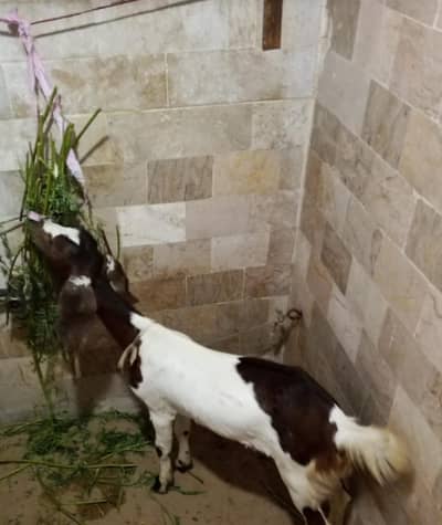 3 months female