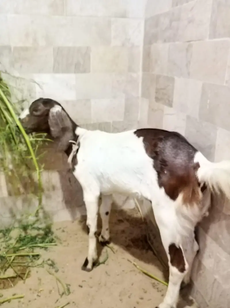 3 months female — photo 2
