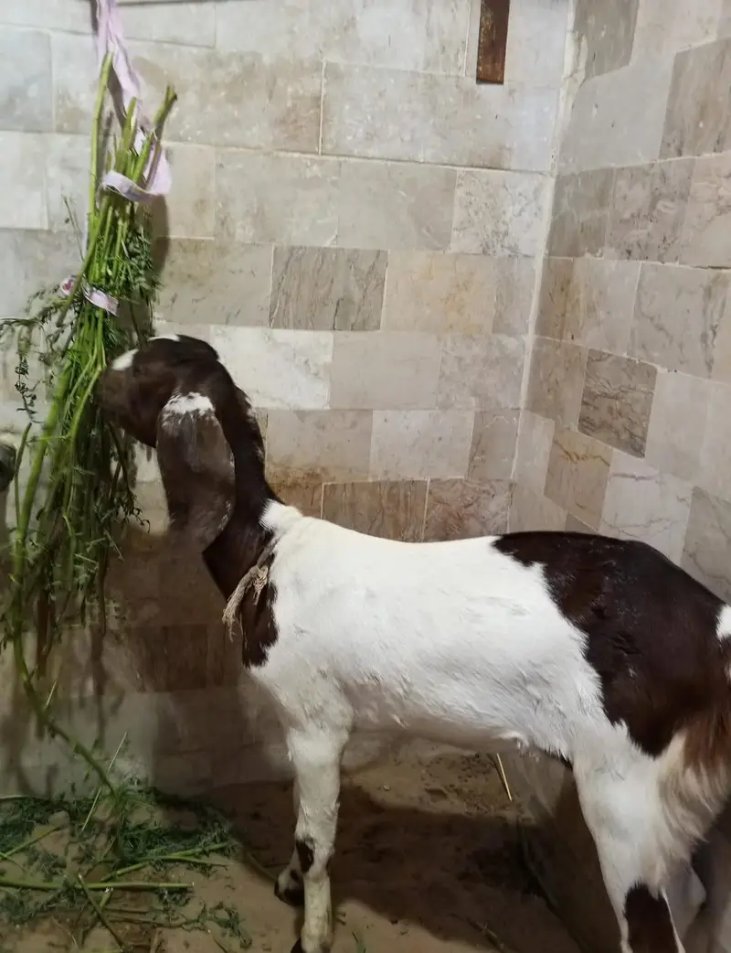 3 months female — photo 3
