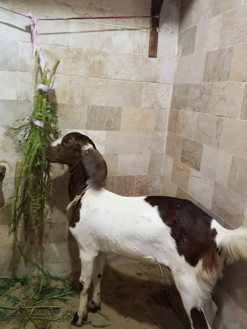 3 months female — photo 4
