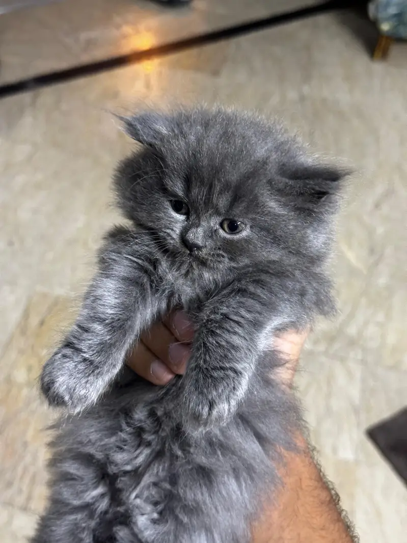 persian kitten | grey persian cat | cat | cute kitten | kitten