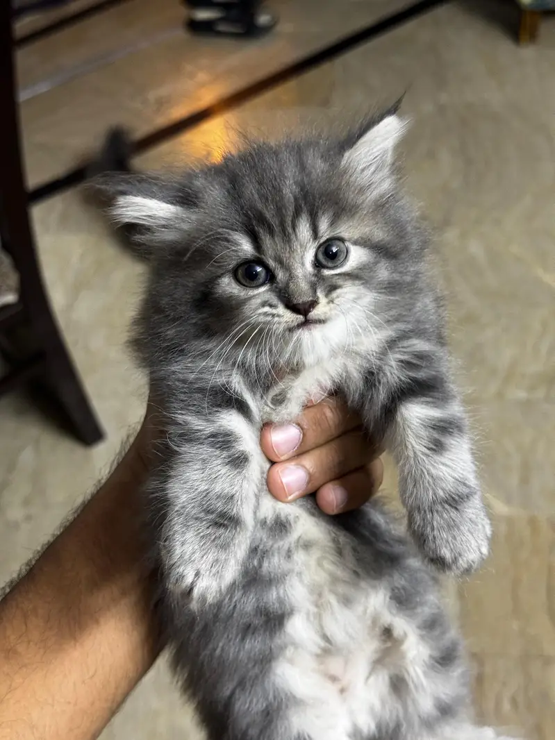 persian kitten | grey persian cat | cat | cute kitten | kitten — photo 2