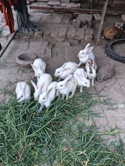1 Paier Rabbit Red eyes