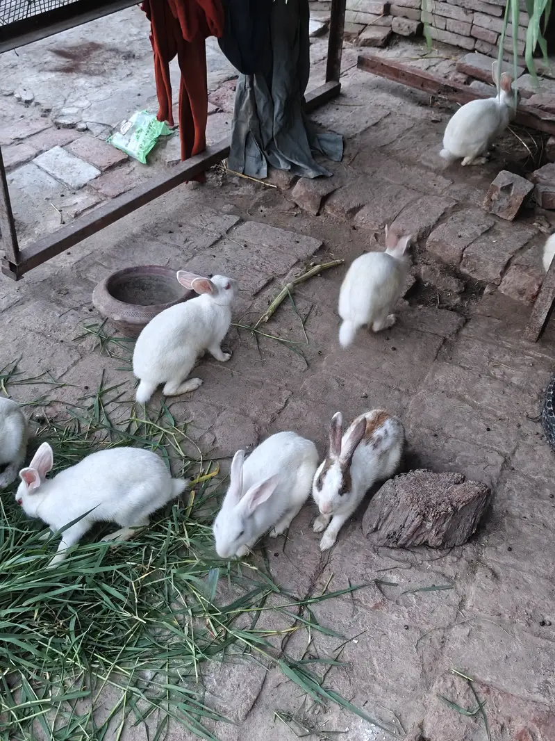 1 Paier Rabbit Red eyes — photo 2