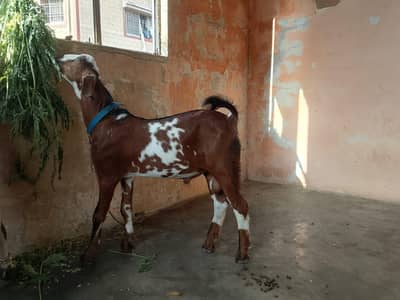 teedy tapra