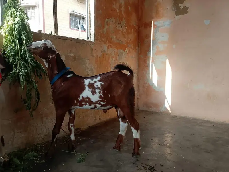 teedy tapra — photo 2