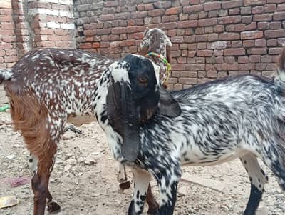 2 Makki Cheni Phat sale Urgent