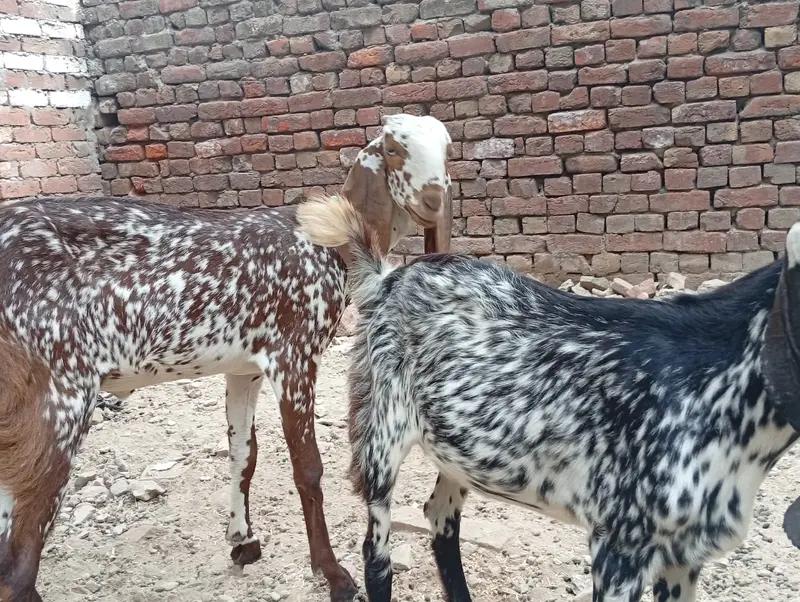 2 Makki Cheni Phat sale Urgent — photo 2