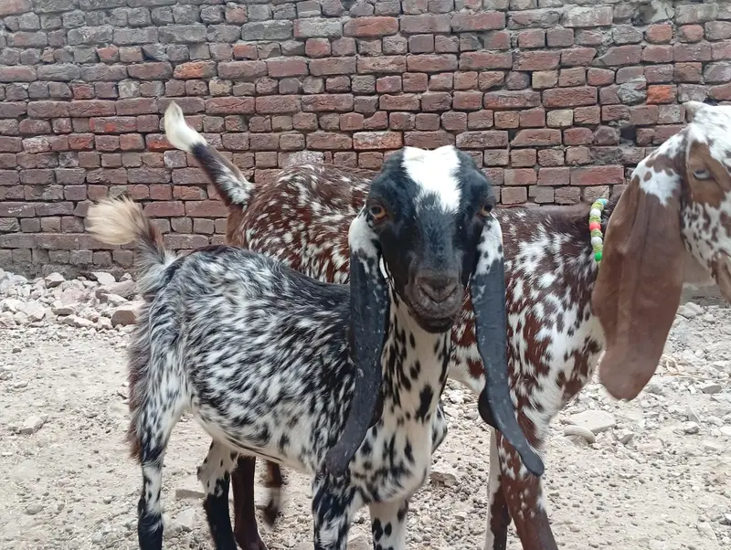 2 Makki Cheni Phat sale Urgent — photo 3