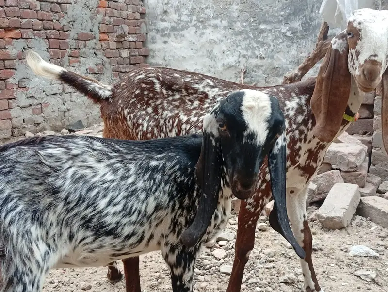 2 Makki Cheni Phat sale Urgent — photo 4