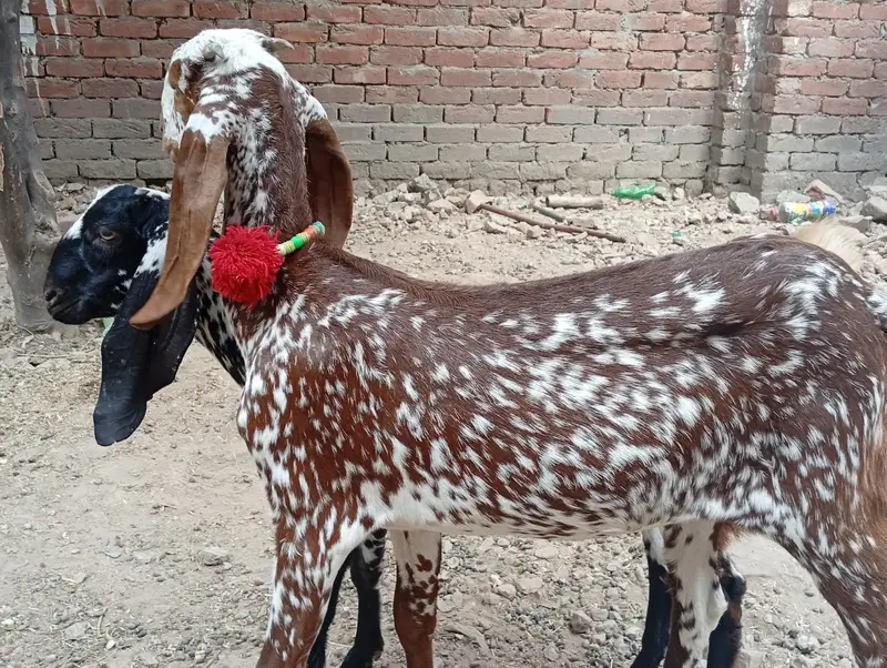 2 Makki Cheni Phat sale Urgent — photo 5