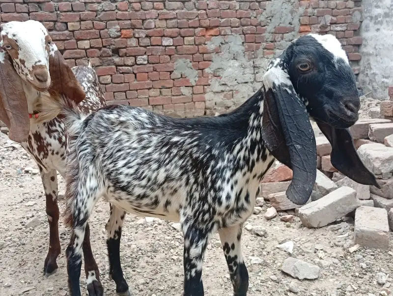 2 Makki Cheni Phat sale Urgent — photo 6