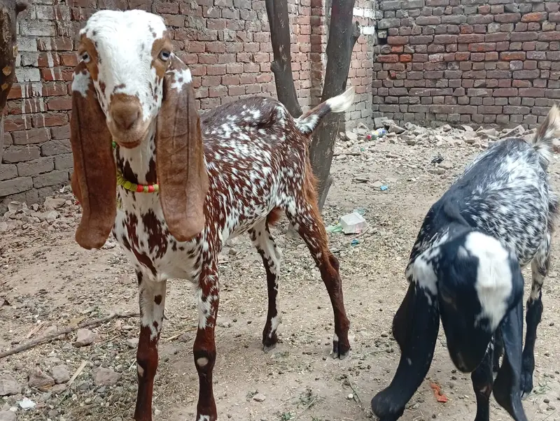 2 Makki Cheni Phat sale Urgent — photo 7