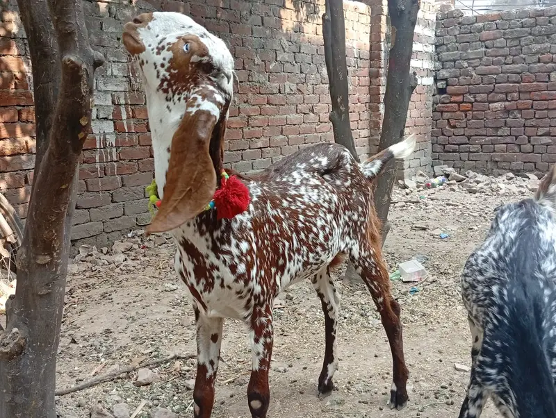 2 Makki Cheni Phat sale Urgent — photo 8
