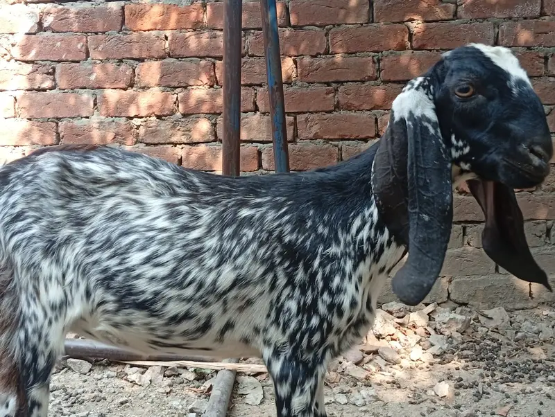 2 Makki Cheni Phat sale Urgent — photo 10