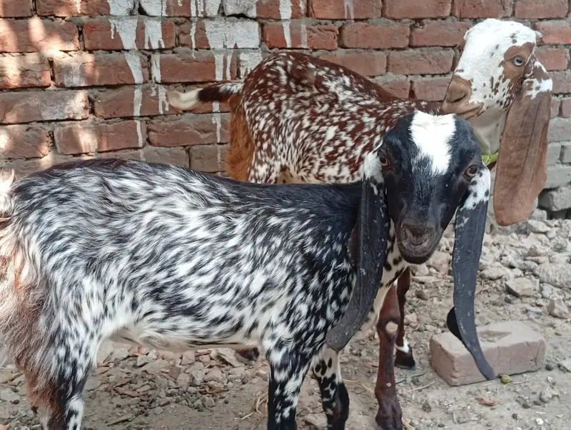 2 Makki Cheni Phat sale Urgent — photo 11
