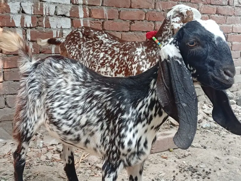 2 Makki Cheni Phat sale Urgent — photo 12