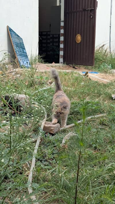 persian cat for sale.