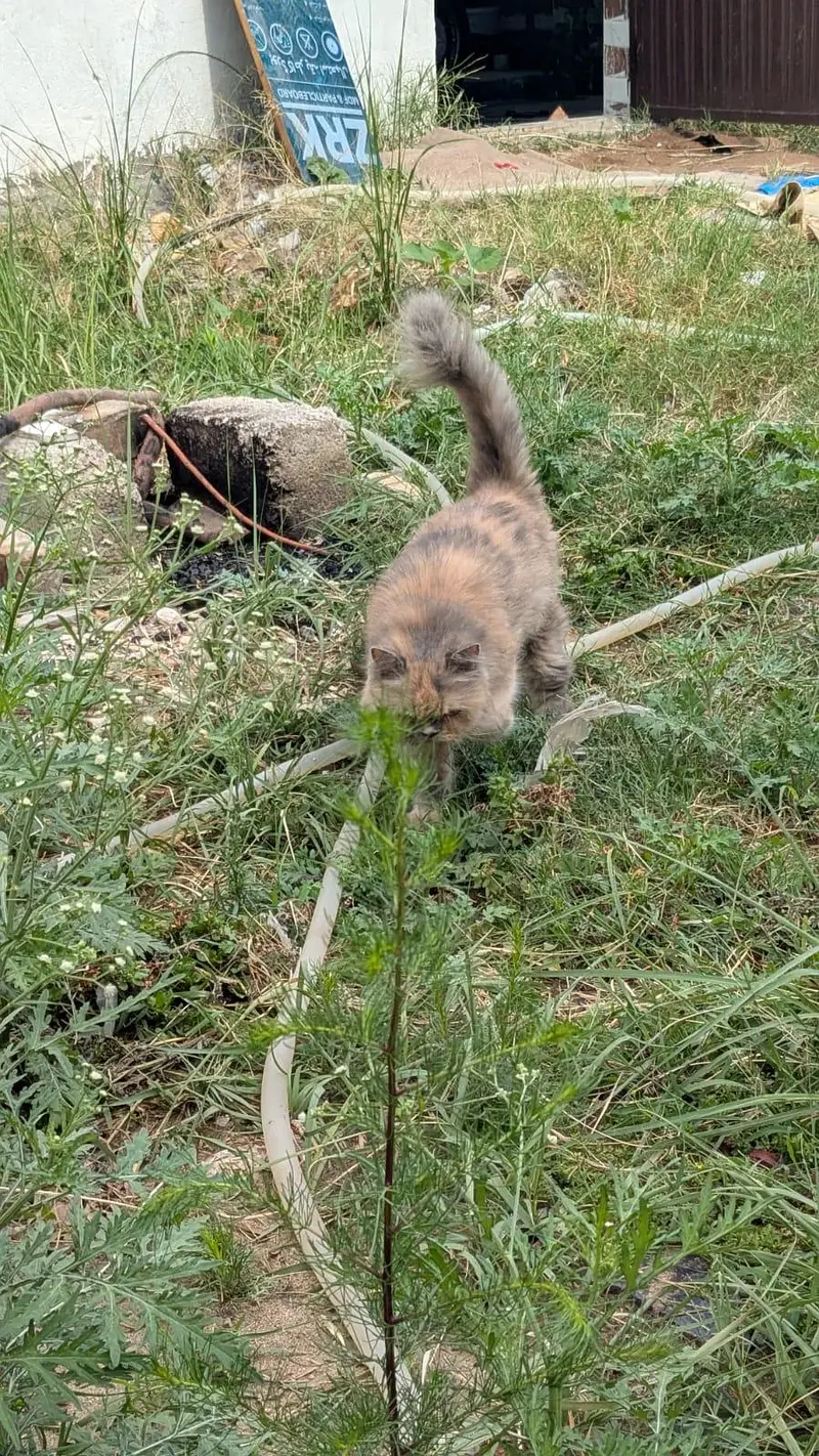 persian cat for sale. — photo 2