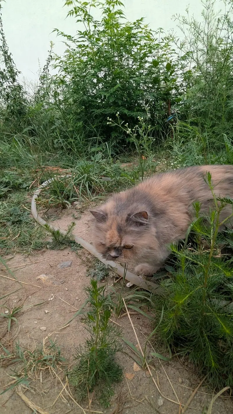 persian cat for sale. — photo 3